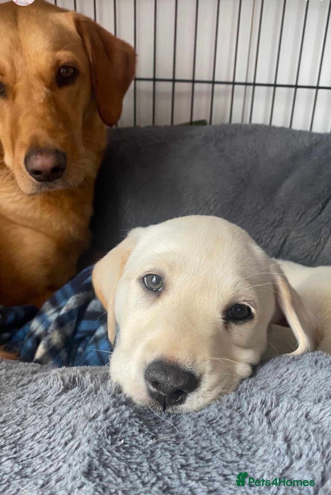 Labrador Retriever dogs for sale: Extensively Health tested Red fox Labradors 🧡 - Image 14