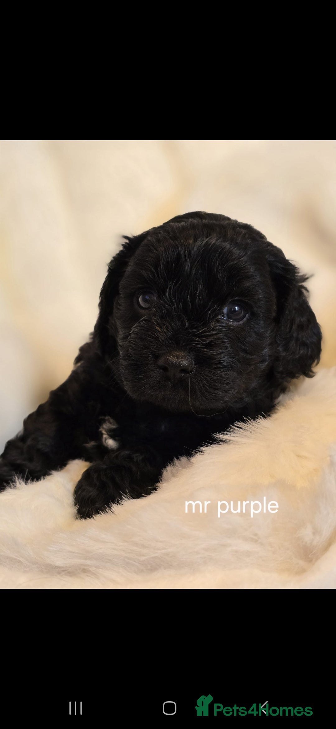 Cavapoo dogs for sale: F1 Cavapoos  - Image 6