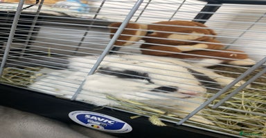 French Lop rabbits - Advert 1