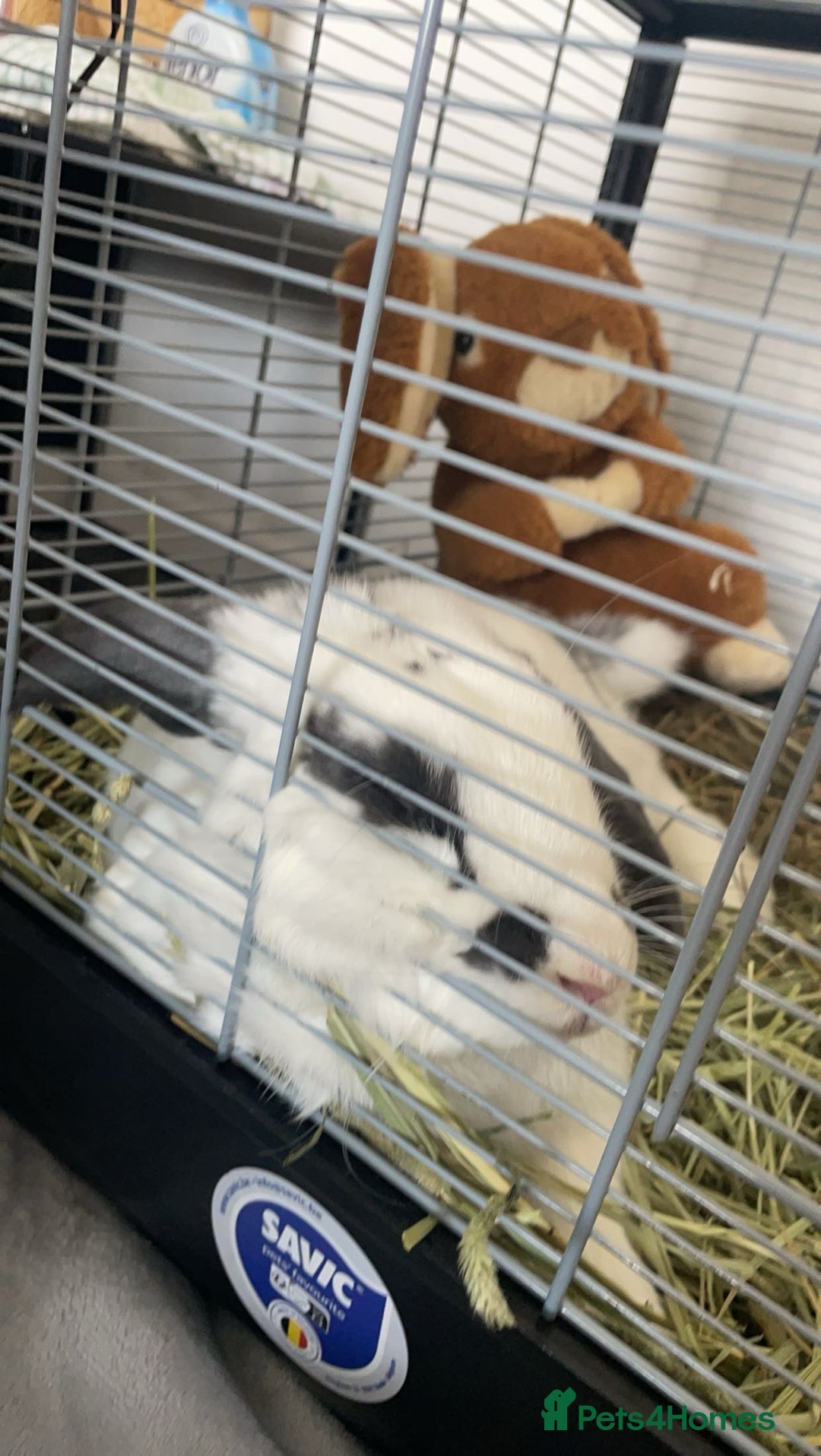 French Lop rabbits for sale: Blackjack - Advert 2