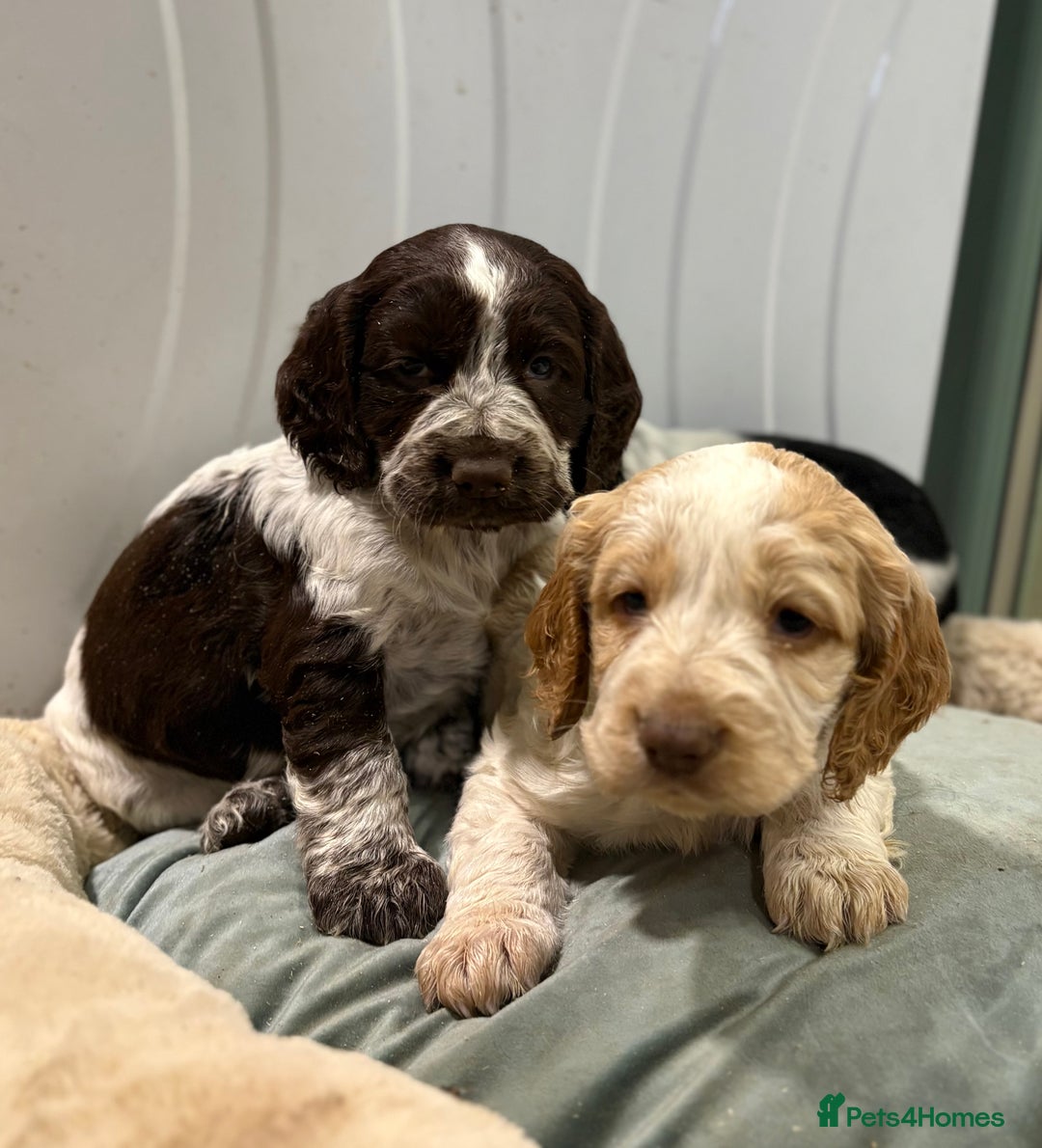 Cocker Spaniel dogs for sale: Cocker Spaniel Litter - Advert 12