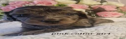 Doxiepoo dogs for sale: Daxipoo puppies  - Advert 9