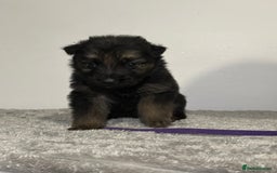 Mixed Breed dogs for sale: German shepherd pups  - Image 6