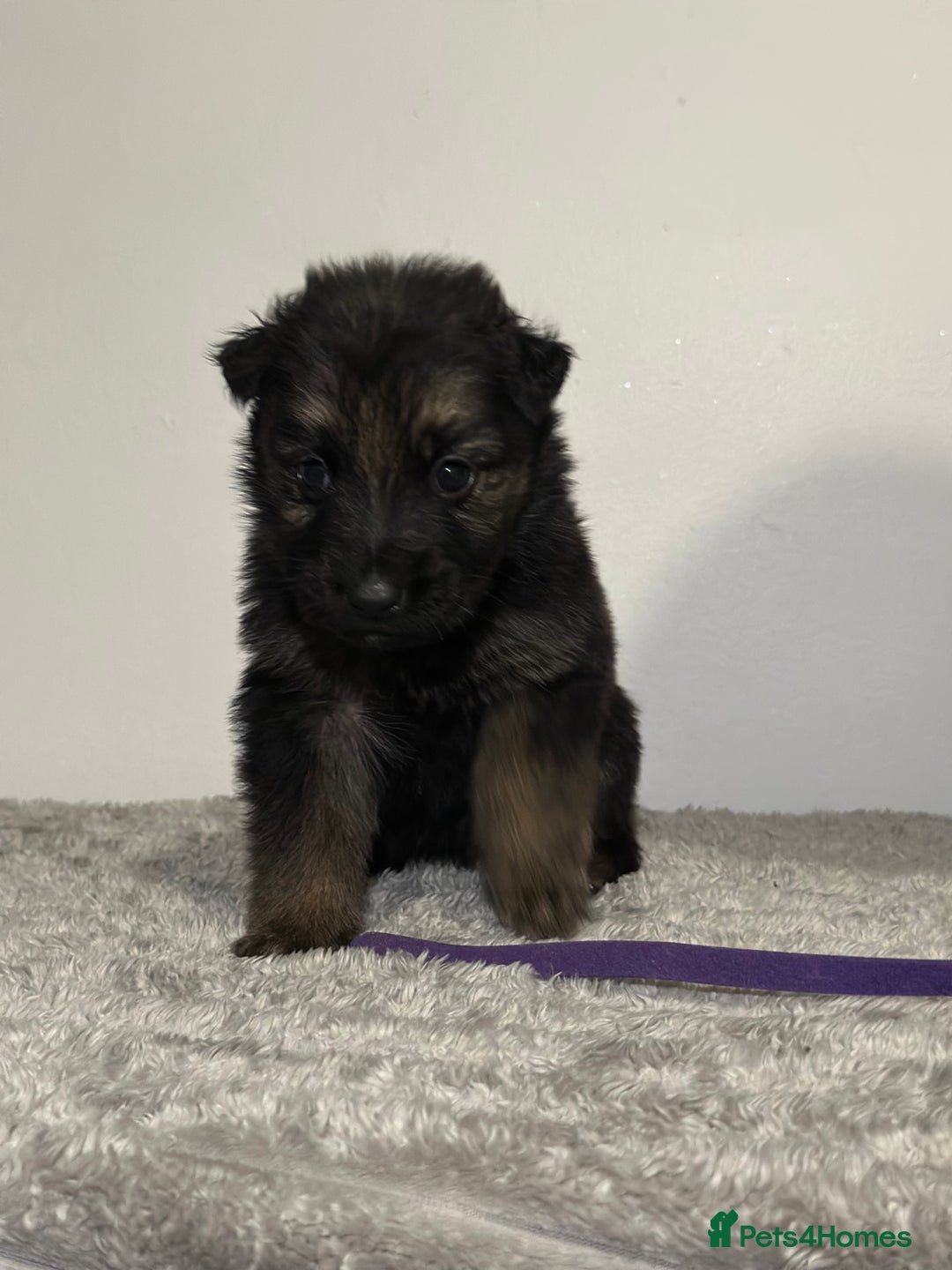Mixed Breed dogs for sale: German shepherd pups  - Image 6