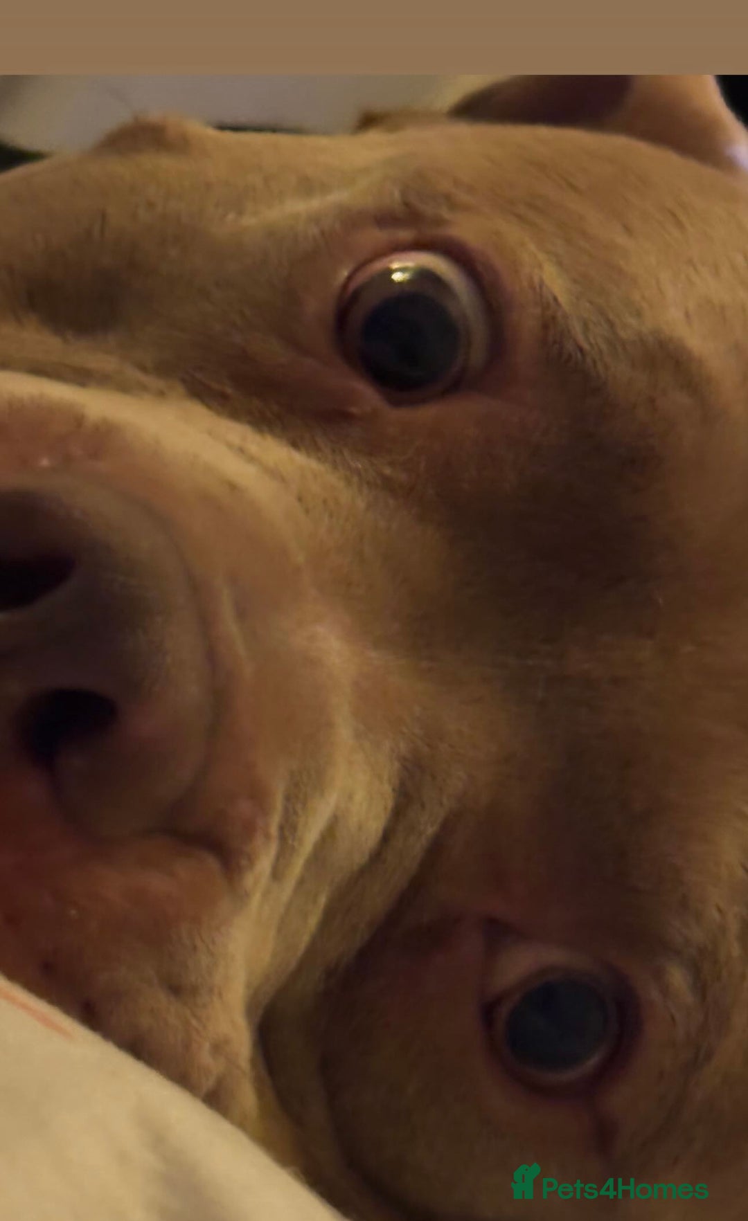 American Bully dogs for sale: American Bully Looking for a New Home ( read ad )  in London - Advert 3