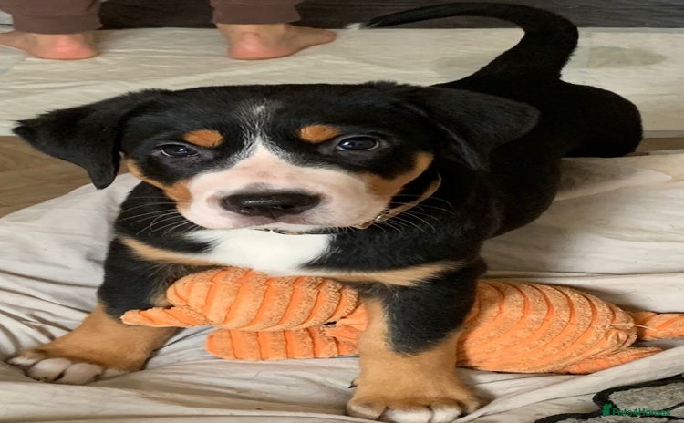 Greater Swiss Mountain Dog dogs - Advert 1