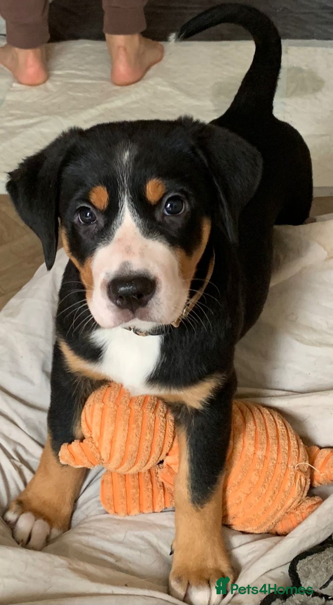 Greater Swiss Mountain Dog dogs for sale: Great Swiss Mountain Dog - Image 1