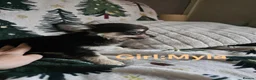 Chihuahua dogs for sale: **Ready Now ** Chihuahua Puppies ️ KC Registered  in Bristol - Advert 9