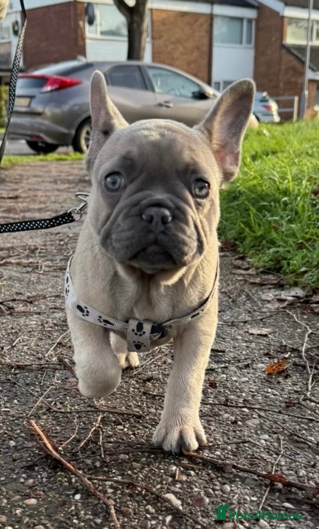 French Bulldog dogs for sale: Last girl 12 weeks  - Advert 3