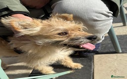 Mixed Breed dogs for sale: Milo is a rescue  - Advert 4