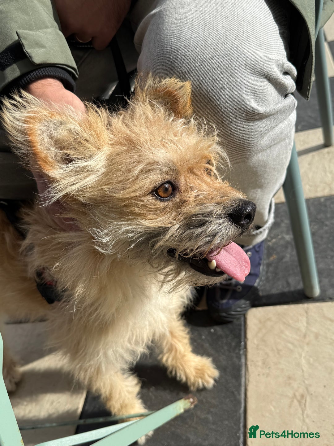 Mixed Breed dogs for sale: Milo is a rescue  - Advert 4