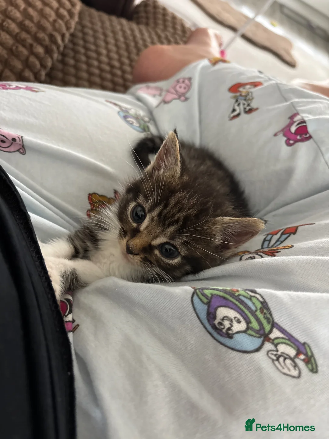 Mixed Breed cats for sale: Beautiful little girl  - Advert 5