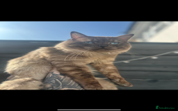 Ragdoll cats for sale: 2 MALE RAGDOLLS AVAILABLE  - Image 2