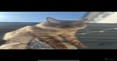 Ragdoll cats - Advert 7