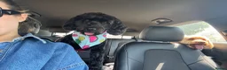 Cockapoo dogs for sale: Female cockapoo for re-home  - Advert 4