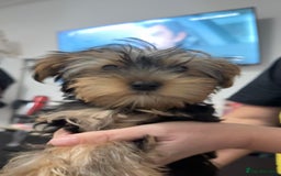 Yorkshire Terrier dogs for sale: Adorable Yorkshire Terrier girl puppies  - Image 6