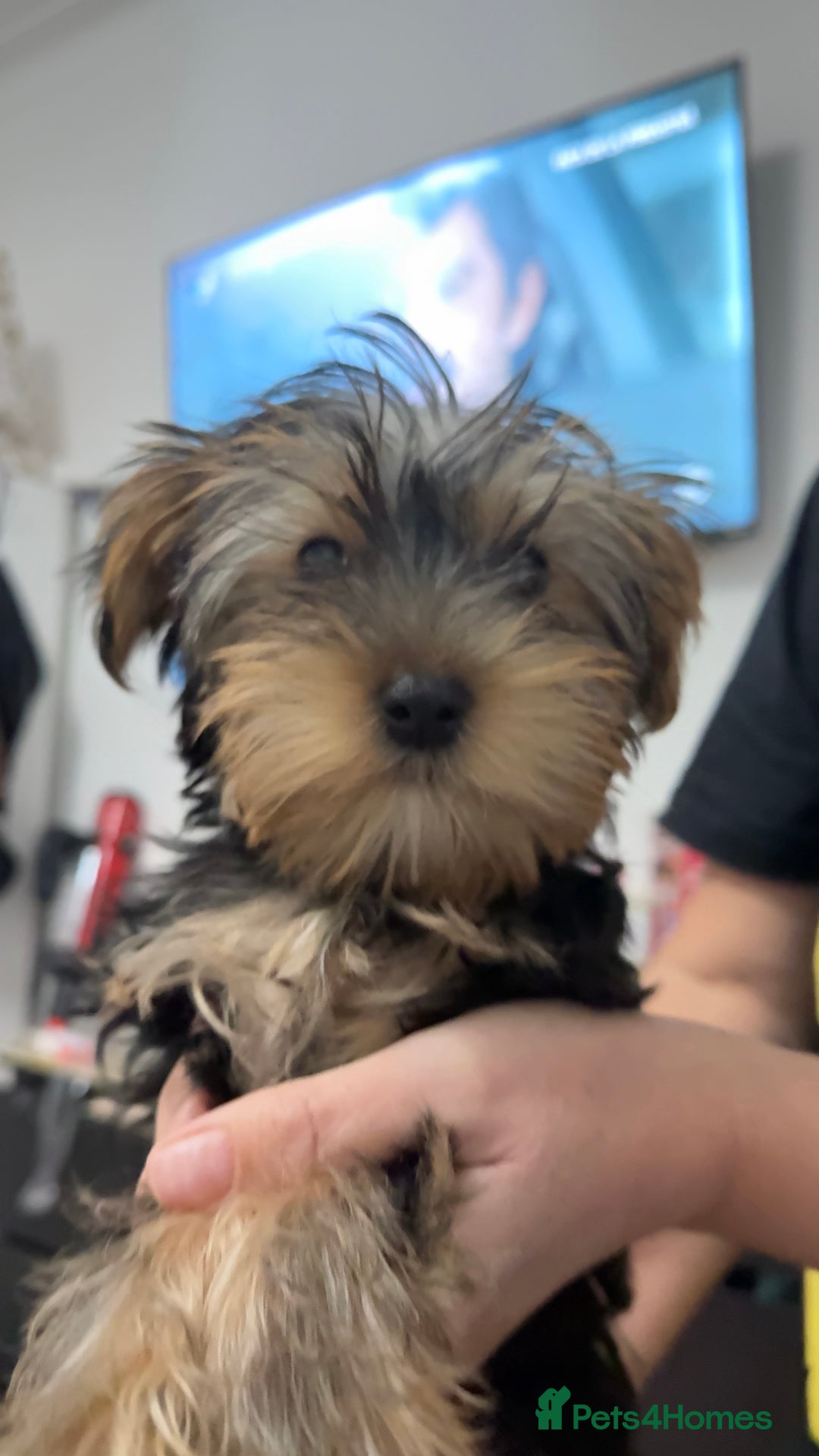 Yorkshire Terrier dogs for sale: Adorable Yorkshire Terrier girl puppies  - Image 6
