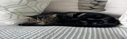 Mixed Breed cats for sale: Moggy cat / Male - Advert 5
