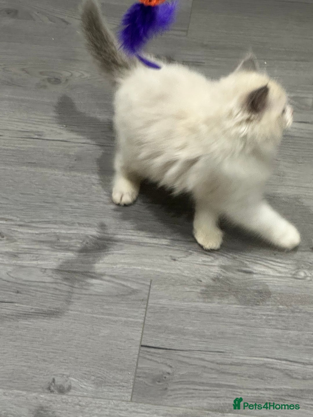 Ragdoll cats for sale: Stunning Ragdoll Boy - Image 8