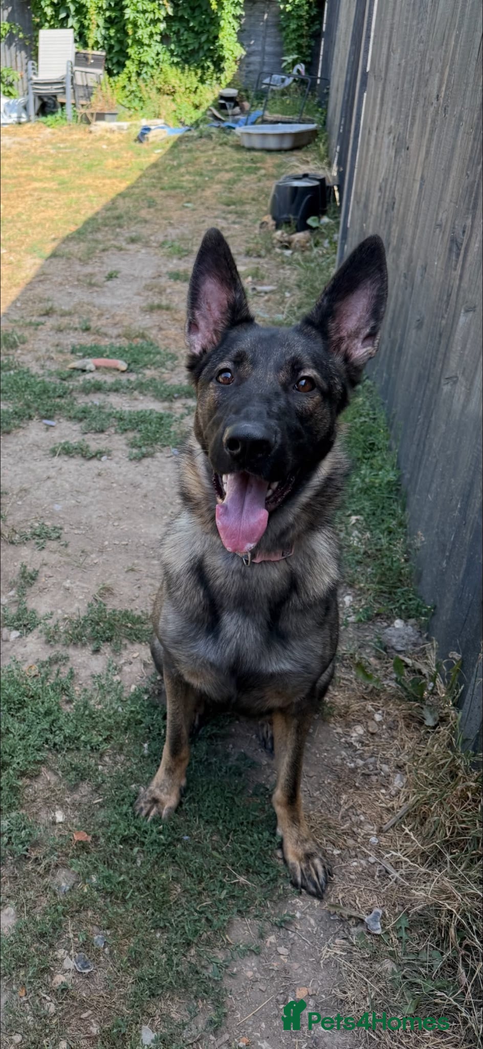 German Shepherd dogs German Shepherd puppy 13 month old female  - Advert 1