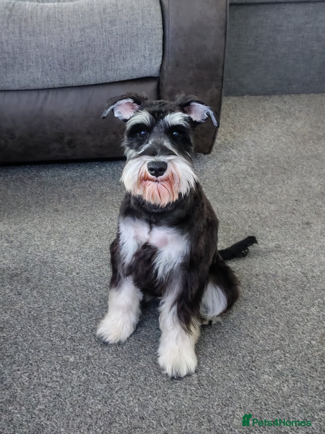 Miniature Schnauzer dogs for stud: KC Registered Miniature Schnauzer Stud - Advert 4