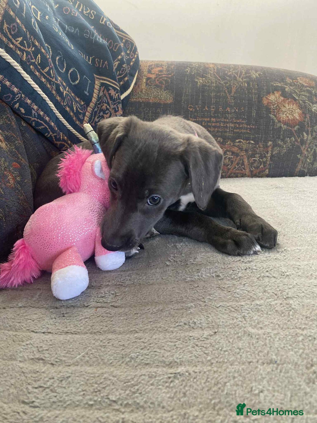 Mixed Breed dogs for sale: Beautiful Saluki x Whippet puppies - Advert 20