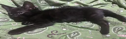 Mixed Breed cats for sale: Beautiful black male kitten, 8 weeks old  in Doncaster - Advert 4