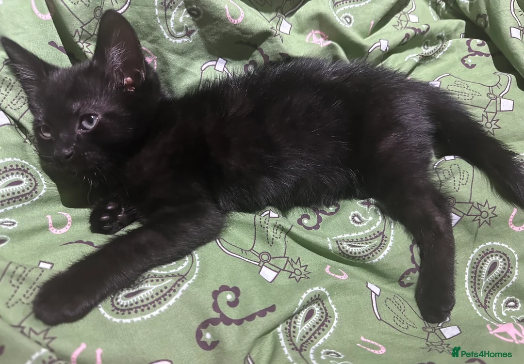 Mixed Breed cats for sale: Beautiful black male kitten, 8 weeks old  in Doncaster - Advert 4