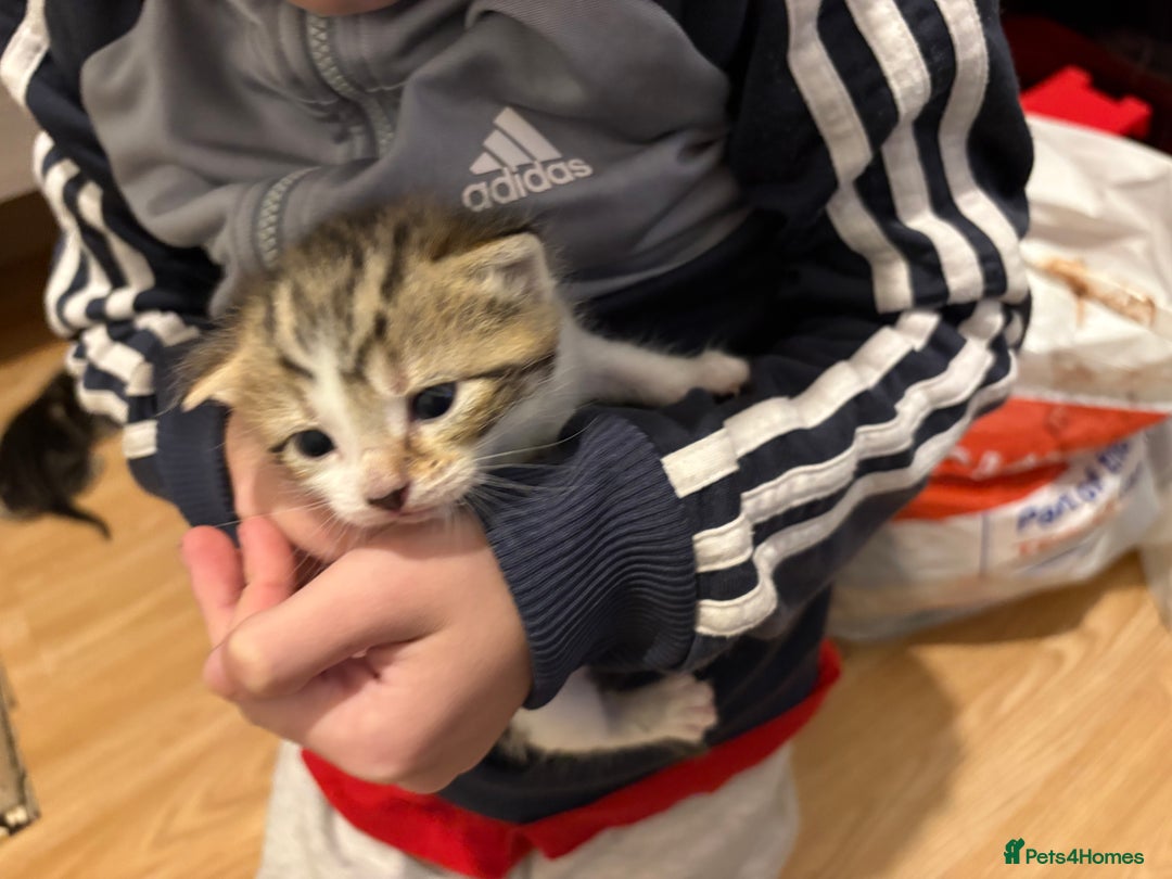 Mixed Breed cats for sale: Kittens  - Image 4