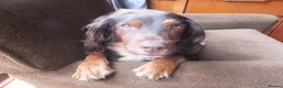 Cocker Spaniel dogs for sale: Working Cocker Spaniels - Advert 2