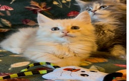 Maine Coon cats for sale: Maine Coon Kittens TICA  - Image 16