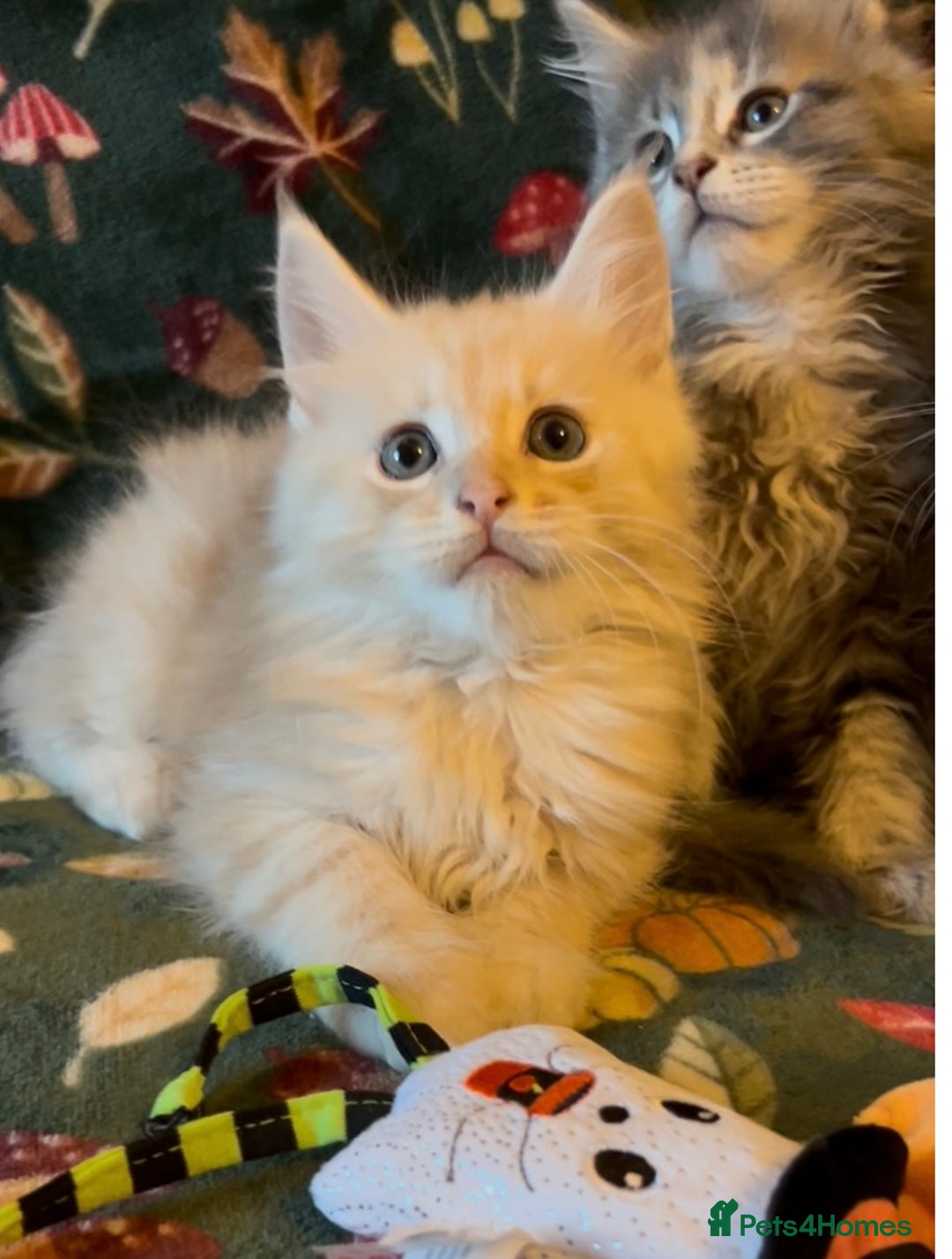 Maine Coon cats for sale: Maine Coon Kittens TICA  - Image 16