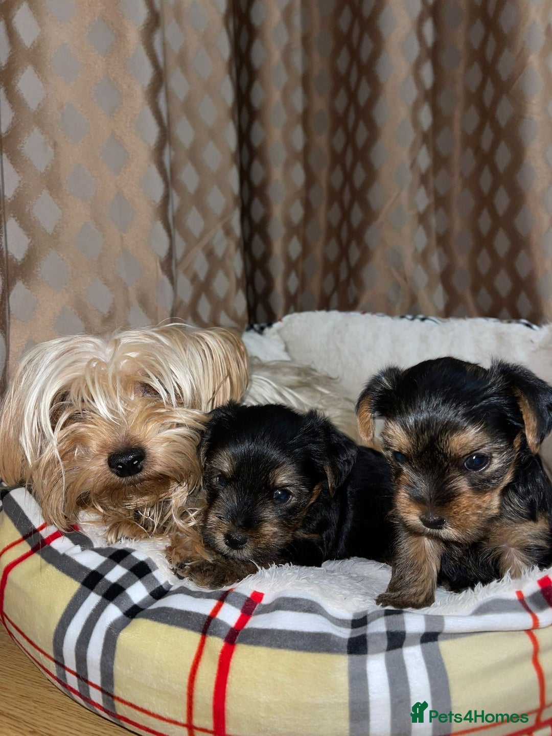 Yorkshire Terrier dogs for sale: Yorkshire terrier puppies  - Advert 9