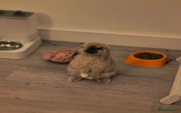 Mini Lop rabbits for sale: 4 months old adorable Mini Lops - Advert 11