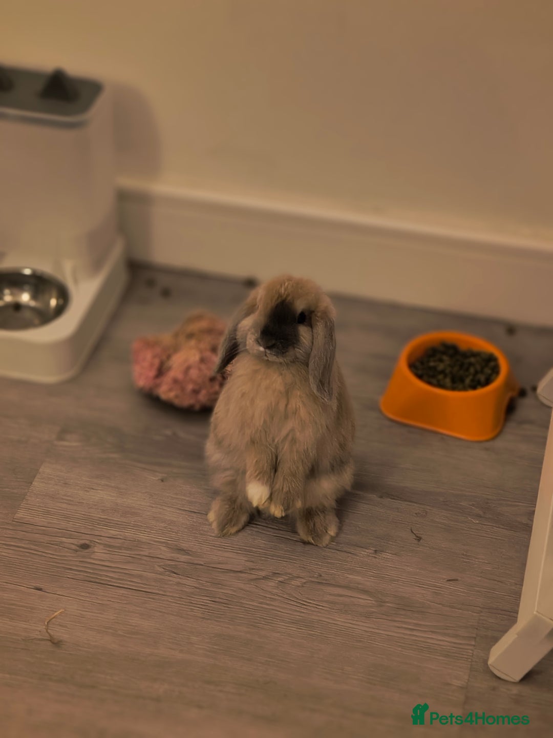 Mini Lop rabbits for sale: 4 months old adorable Mini Lops - Advert 11