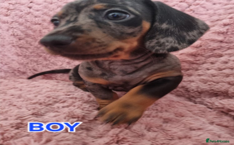 Dachshund dogs - Advert 4