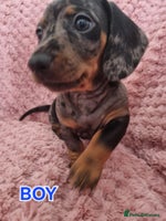 Dachshund dogs - Advert 3