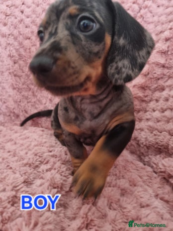 Dachshund dogs - Advert 11