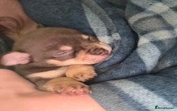 Chihuahua dogs for sale: Chocolate tan Chihuahua female  - Advert 3