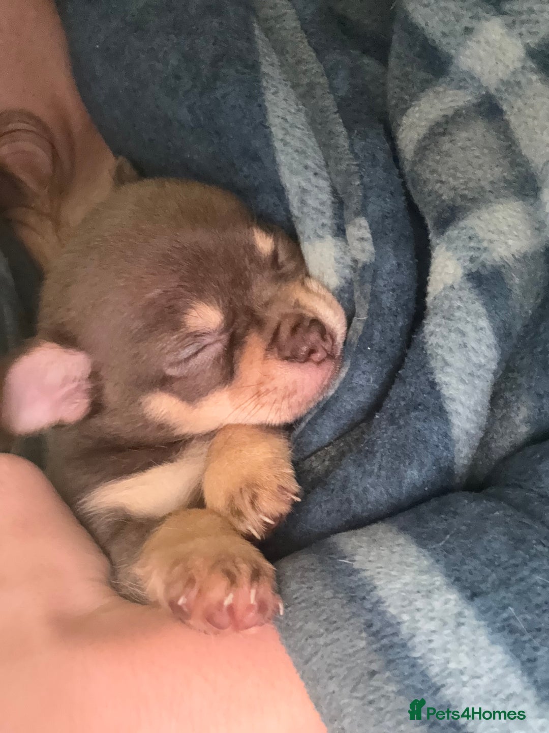Chihuahua dogs for sale: Chocolate tan Chihuahua female  - Advert 3