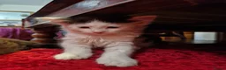 Mixed Breed cats for sale: Beautiful fluffy kittens  - Advert 11