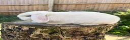 Mini Lop rabbits for sale: 2 year old Mini lop doe and kits  - Advert 6