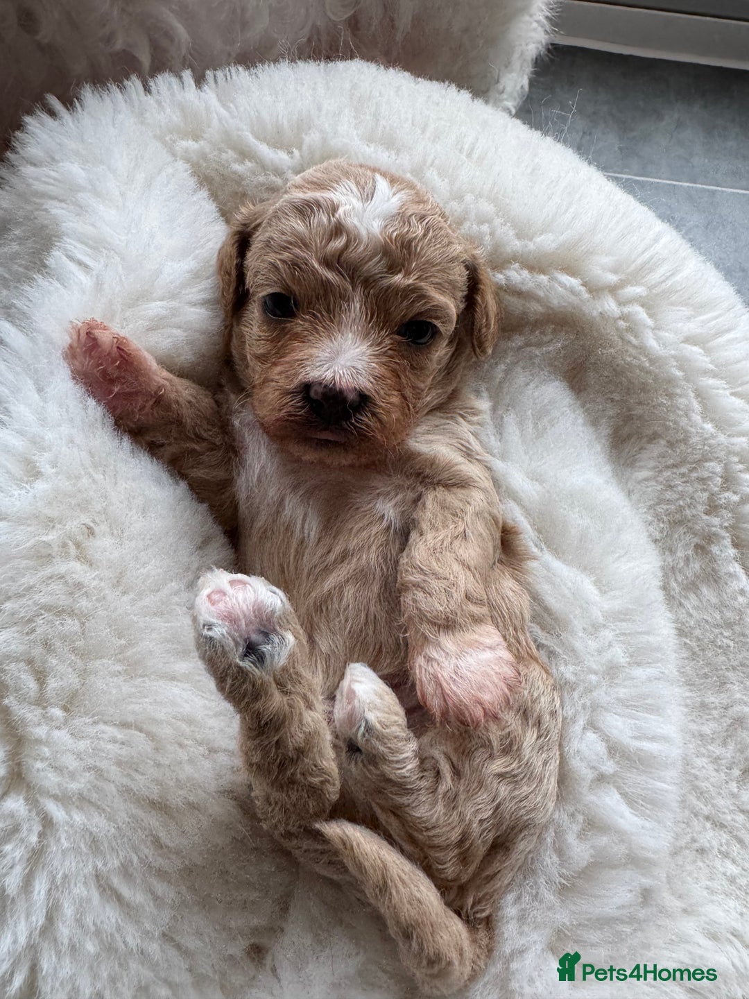 Maltipoo dogs for sale: TINY MALTIPOO PUPPIES - Advert 6