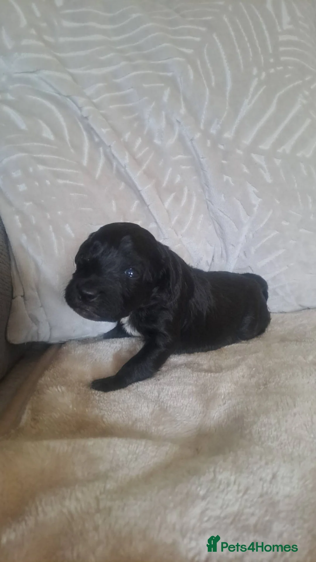 Cockapoo dogs for sale: Beautiful cockapoos - Advert 7