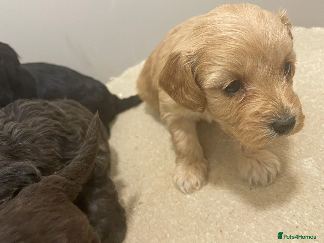 Cockapoo dogs for sale: F1 cockapoo p,a,r tested clear - Advert 3