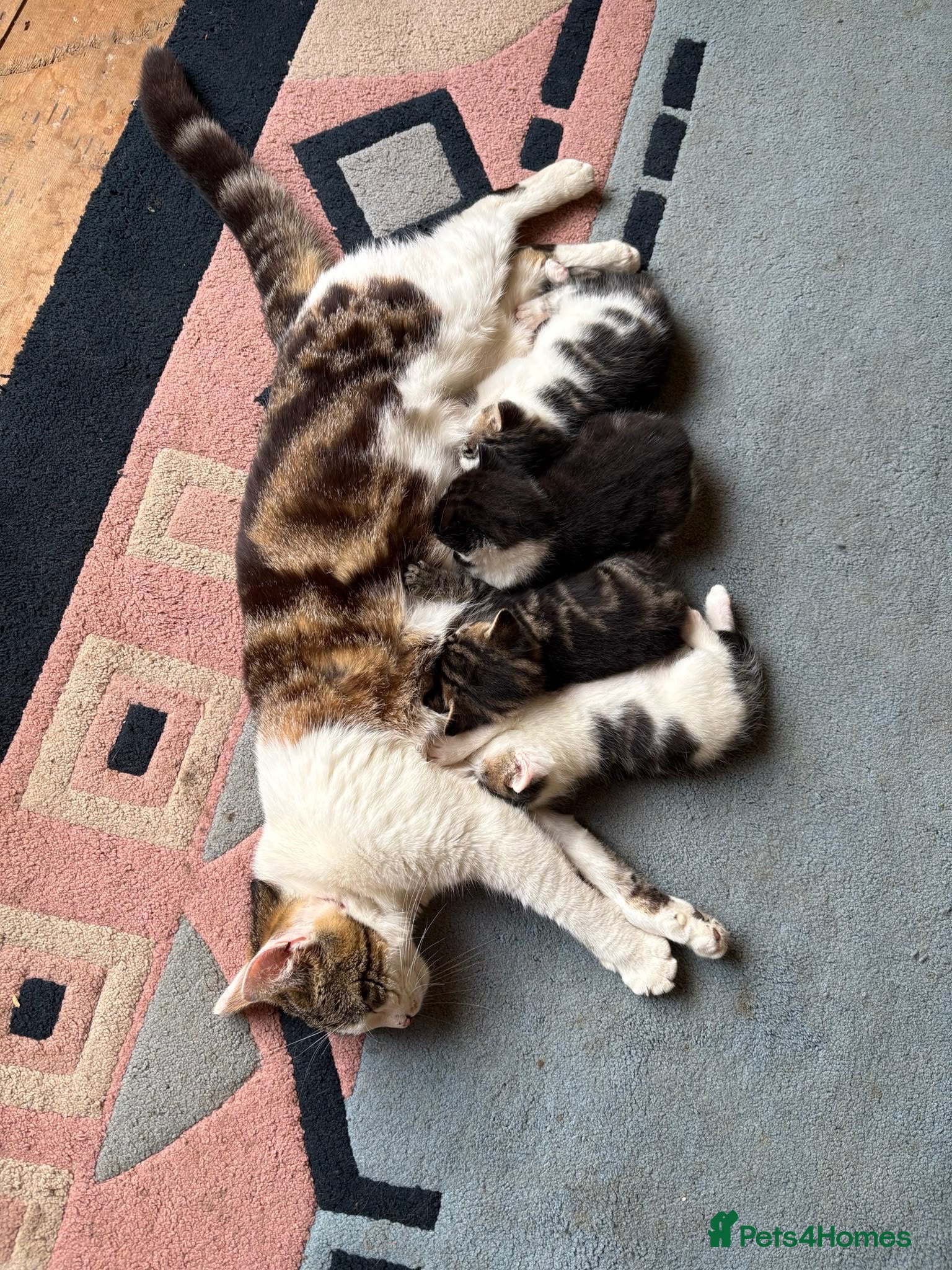 Mixed Breed cats Beautiful, Friendly Family Kittens - Advert 1