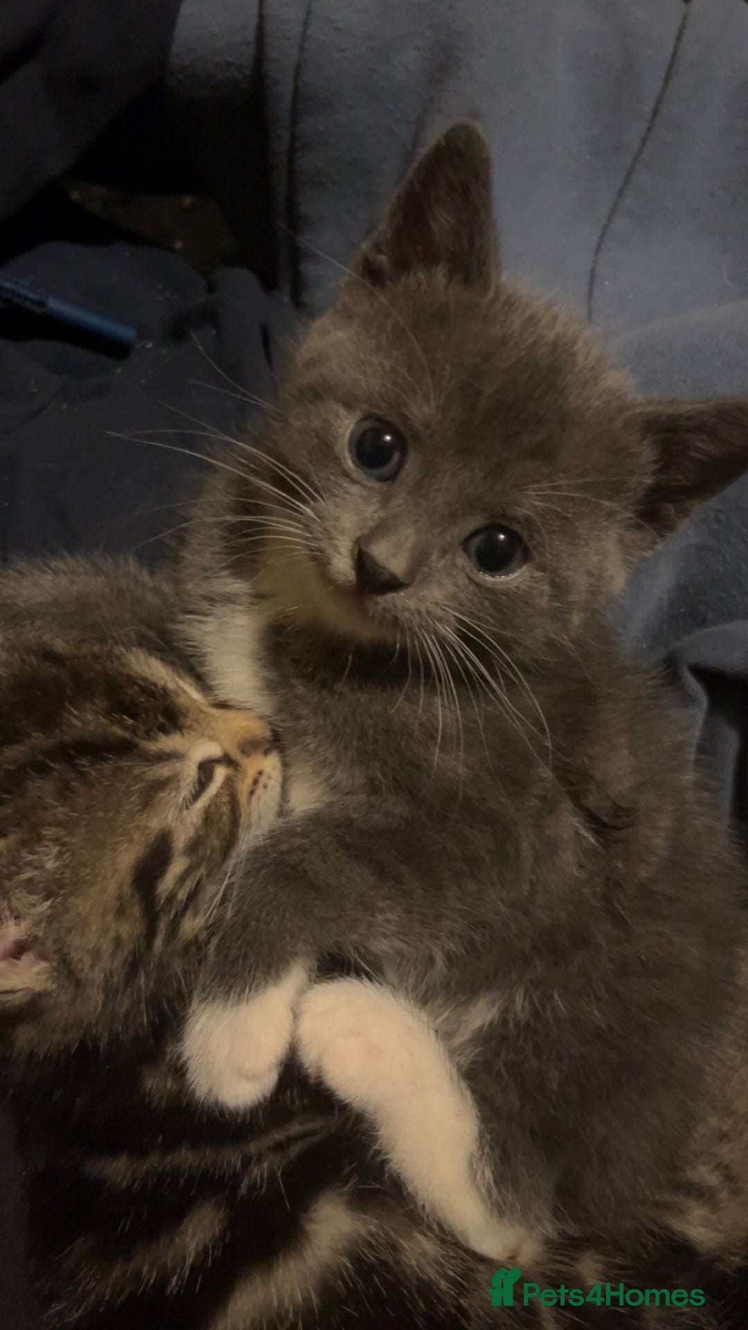 British Shorthair cats for sale: British short hair kittens  - Image 1