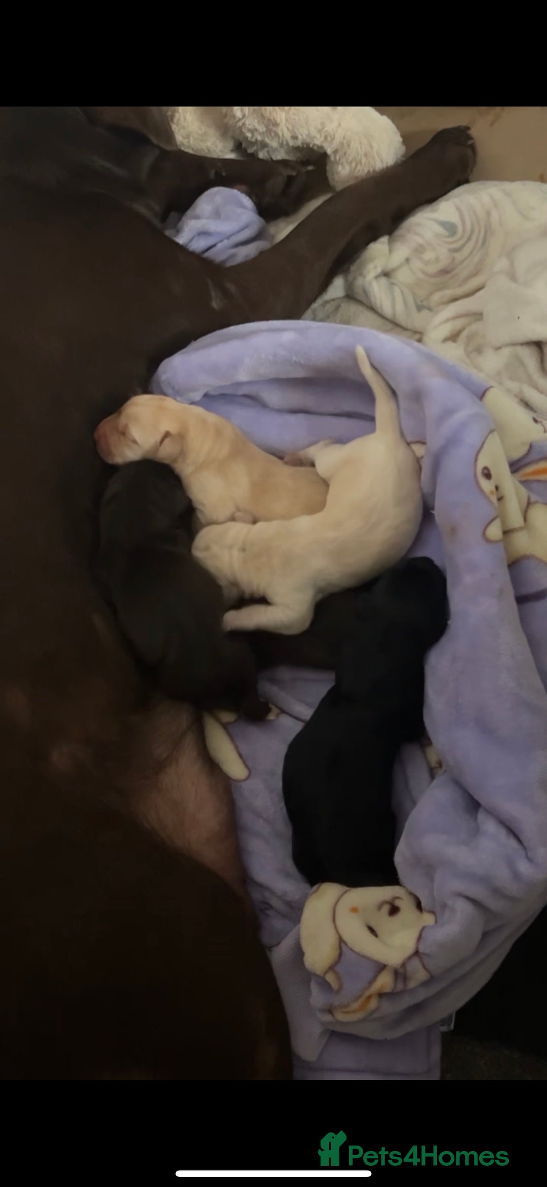 Labrador Retriever dogs for stud: KC Registered Yellow Labrador, Proven Stud  in Coalville - Advert 15