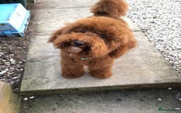 Miniature Poodle dogs for stud: Proven apricot miniature poodle in Sutton Coldfield - Image 8