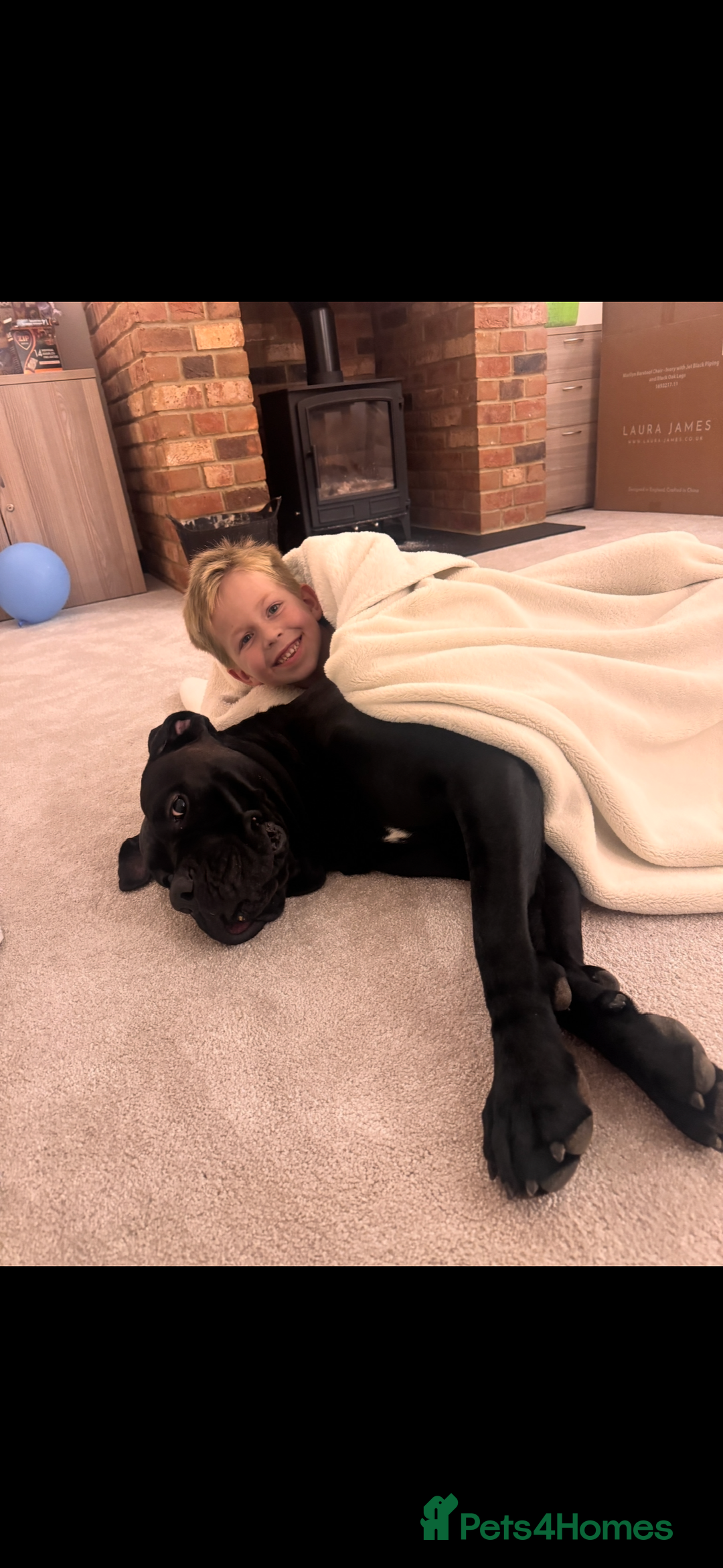 Cane Corso dogs for sale: Cane Corso - Advert 7